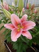 [4310 Gran Design GA No02.JPG]